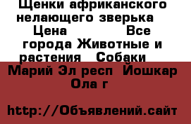 Щенки африканского нелающего зверька  › Цена ­ 35 000 - Все города Животные и растения » Собаки   . Марий Эл респ.,Йошкар-Ола г.